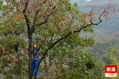 【茶博士找寻昔日遗忘的屯落部群】